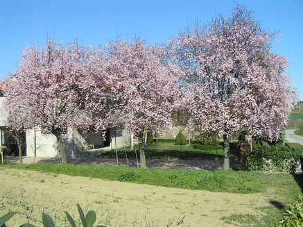 primavera-2